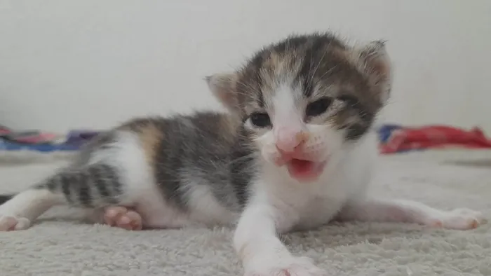 Gato raça SRD-ViraLata idade Abaixo de 2 meses nome fred