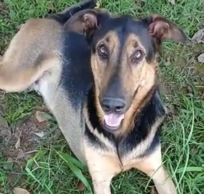 Cachorro ra a Pastor Belga idade 2 anos nome Rambo 