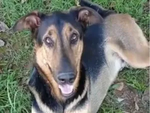 Cachorro raça Pastor Belga idade 2 anos nome Rambo 