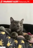 Theodor