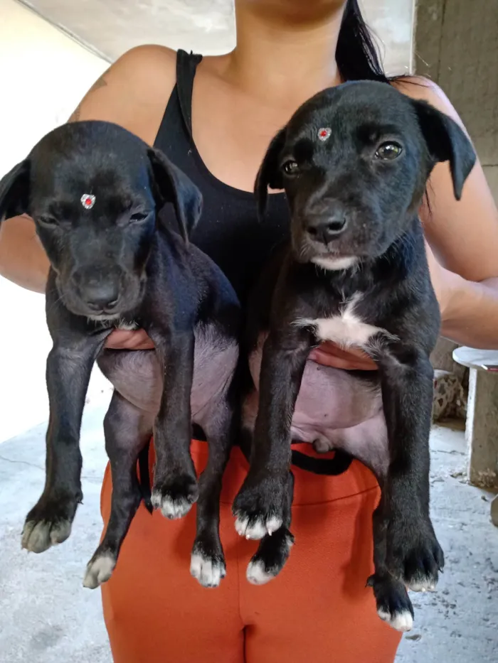 Cachorro ra a SRD-ViraLata idade Abaixo de 2 meses nome varios