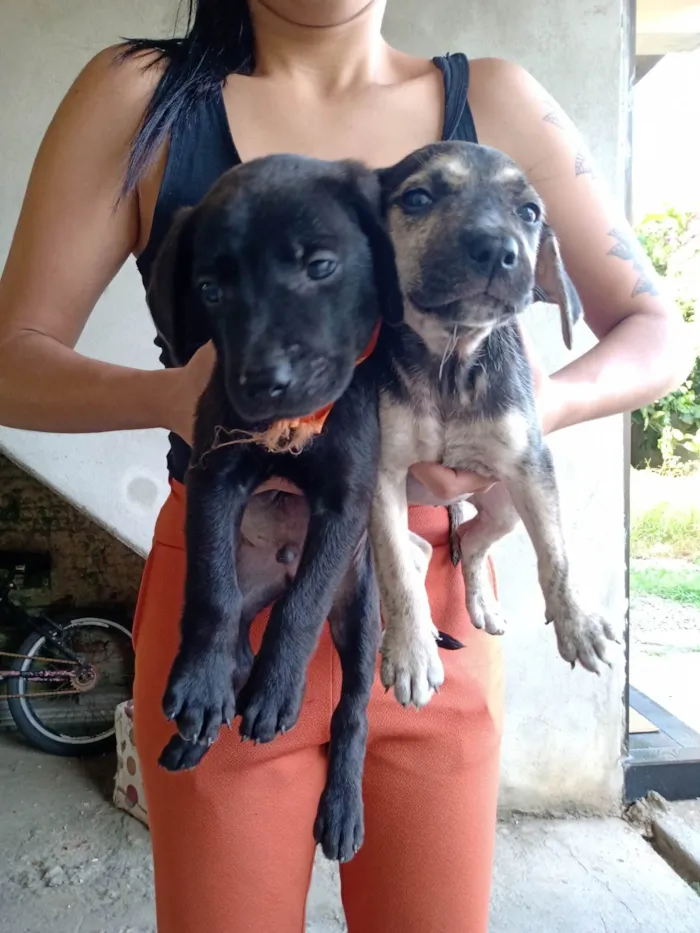 Cachorro ra a SRD-ViraLata idade Abaixo de 2 meses nome varios