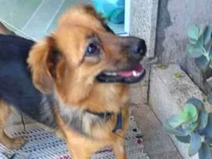 Cachorro raça Srd idade 7 a 11 meses nome Mel