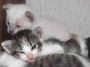 Gato raça SRD-ViraLata idade Abaixo de 2 meses nome fred