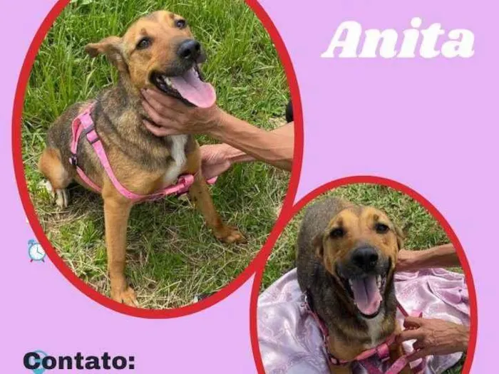 Cachorro ra a SRD idade 1 ano nome Anita