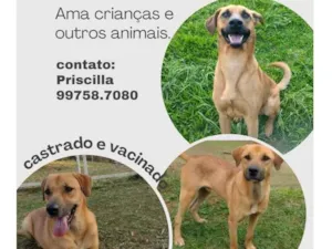 Cachorro raça SRD idade 2 anos nome Todynho 