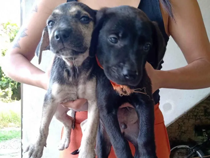 Cachorro ra a SRD-ViraLata idade Abaixo de 2 meses nome varios