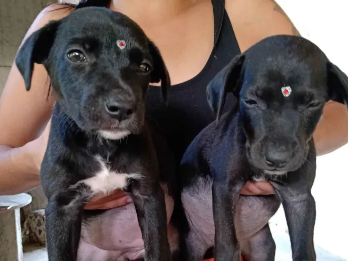 Cachorro ra a SRD-ViraLata idade Abaixo de 2 meses nome varios