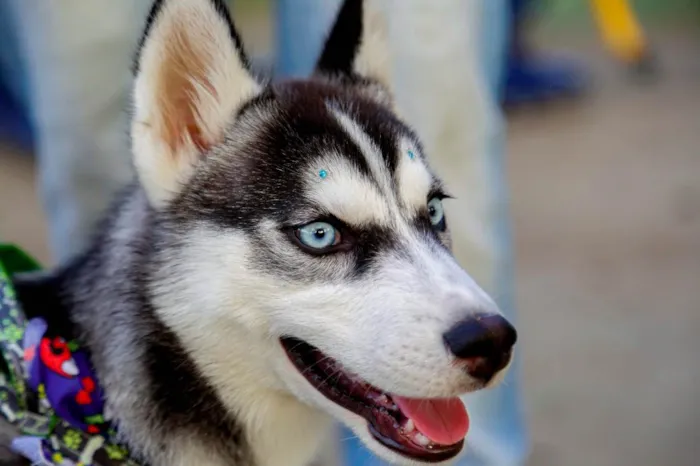 Cachorro ra a Husky Siberiano idade 1 ano nome Apolo