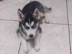 Cachorro raça Husky Siberiano idade 1 ano nome Apolo