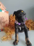Ariela