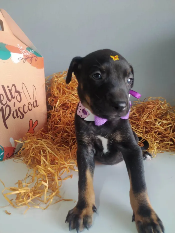 Cachorro raça SRD-ViraLata idade Abaixo de 2 meses nome Ariela