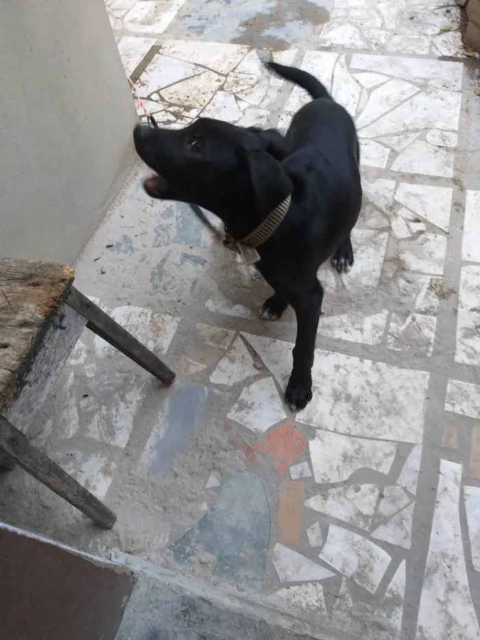 Cachorro ra a SRD-ViraLata idade 2 a 6 meses nome Pingo 