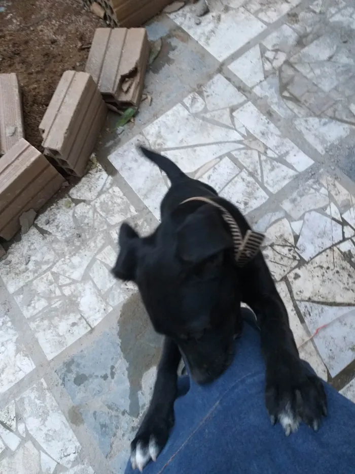 Cachorro ra a SRD-ViraLata idade 2 a 6 meses nome Pingo 