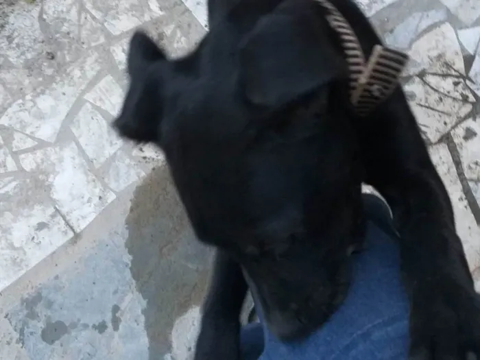 Cachorro ra a SRD-ViraLata idade 2 a 6 meses nome Pingo 