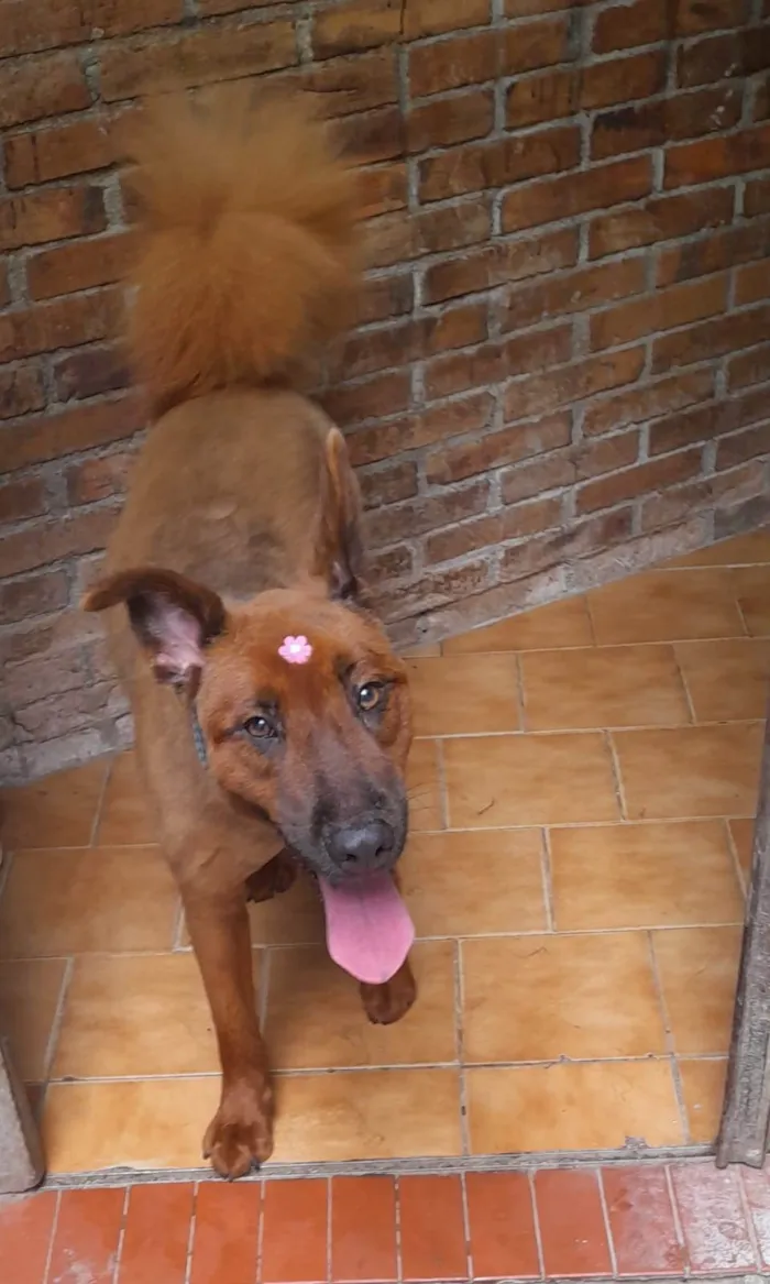 Cachorro ra a SRD-ViraLata idade 2 anos nome Rey