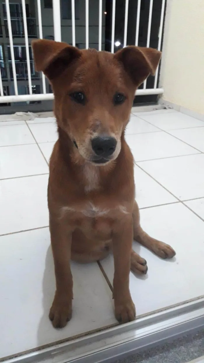 Cachorro ra a Chow Chow misturado com  vira-lata idade 2 a 6 meses nome GRATIFICA - Heros