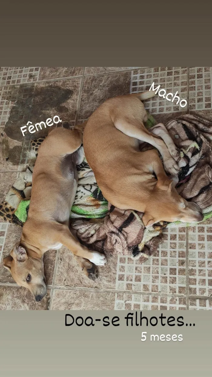 Cachorro ra a SRD-ViraLata idade 2 a 6 meses nome Pandora e Max 
