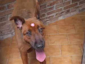 Cachorro raça SRD-ViraLata idade 2 anos nome Rey