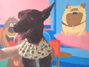 Cachorro raça SRD-ViraLata idade 2 anos nome Luna