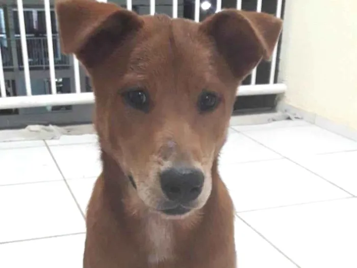 Cachorro ra a Chow Chow misturado com  vira-lata idade 2 a 6 meses nome GRATIFICA - Heros