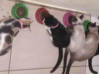 Gato raça Siamês e vira-latas  idade 1 ano nome GRATIFICA - Safira, Aurora, Athena, Piquitita e Medusa