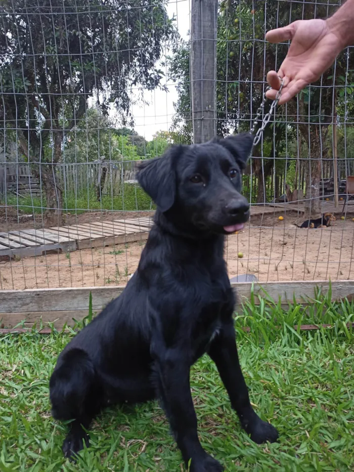 Cachorro ra a Pai rottweiler e mãe Labradora  idade 1 ano nome Mabel