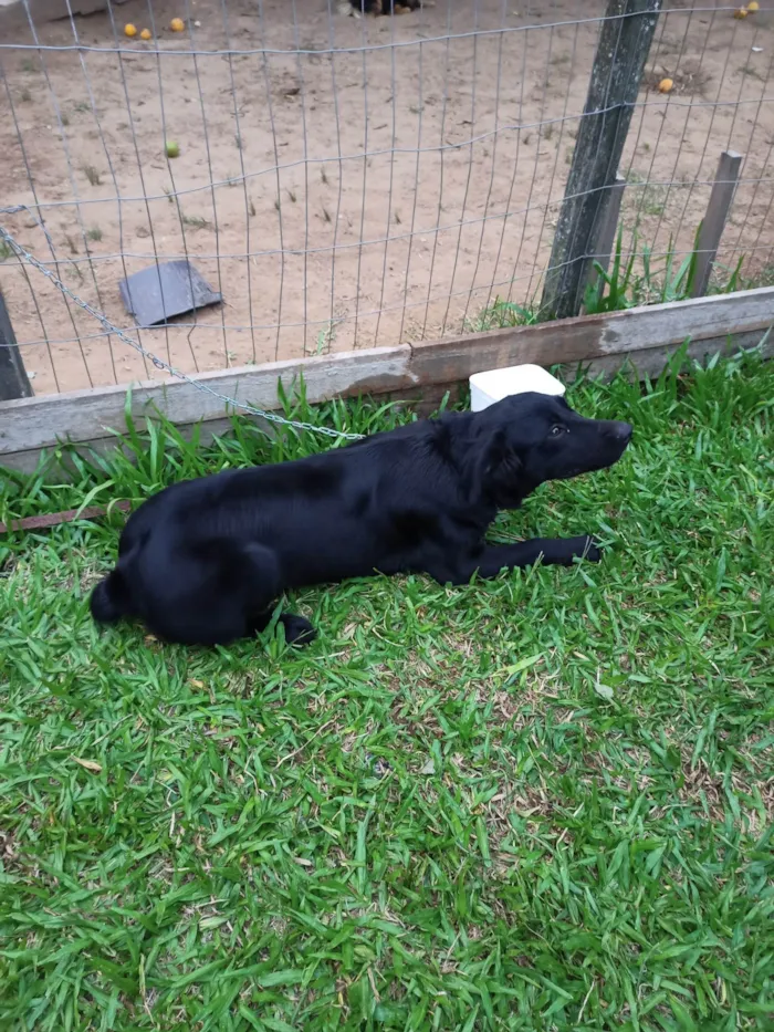 Cachorro ra a Pai rottweiler e mãe Labradora  idade 1 ano nome Mabel