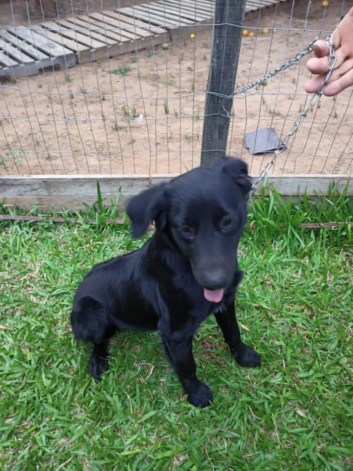 Cachorro ra a Pai rottweiler e mãe Labradora  idade 1 ano nome Mabel