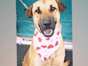 Cachorro raça SRD-ViraLata idade 1 ano nome Moana