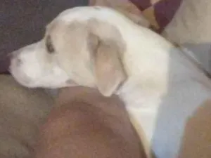 Cachorro raça SRD-ViraLata idade 2 a 6 meses nome Odara