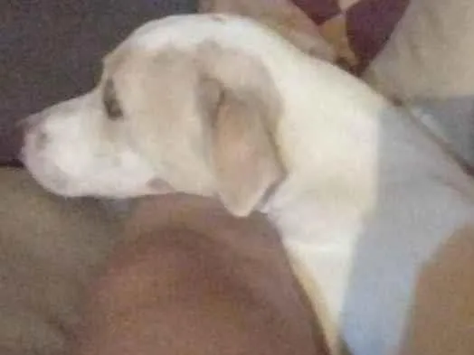 Cachorro ra a SRD-ViraLata idade 2 a 6 meses nome Odara