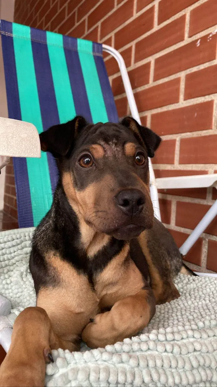 Cachorro ra a  idade 2 a 6 meses nome Sem nome