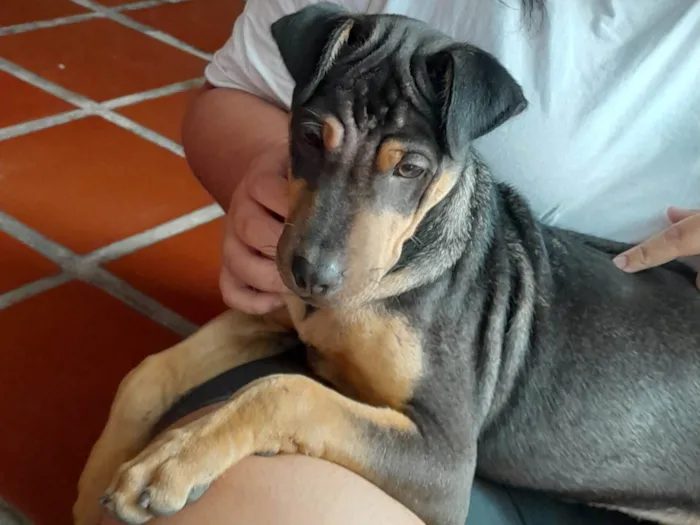 Cachorro ra a  idade 2 a 6 meses nome Sem nome