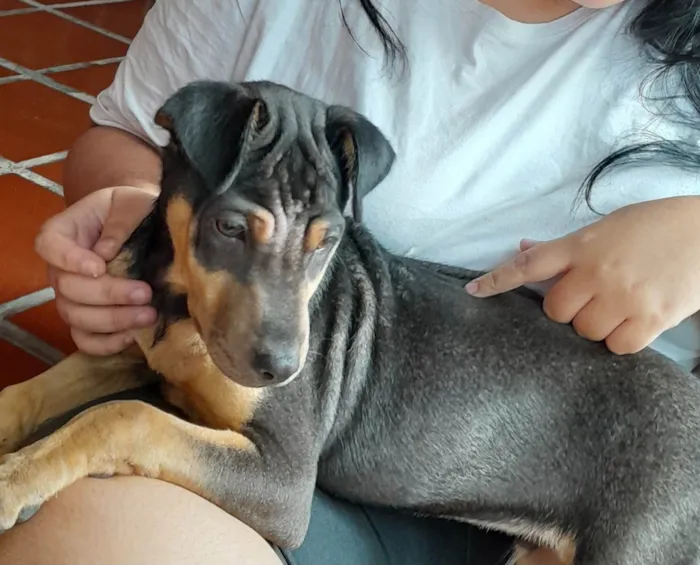 Cachorro ra a  idade 2 a 6 meses nome Sem nome