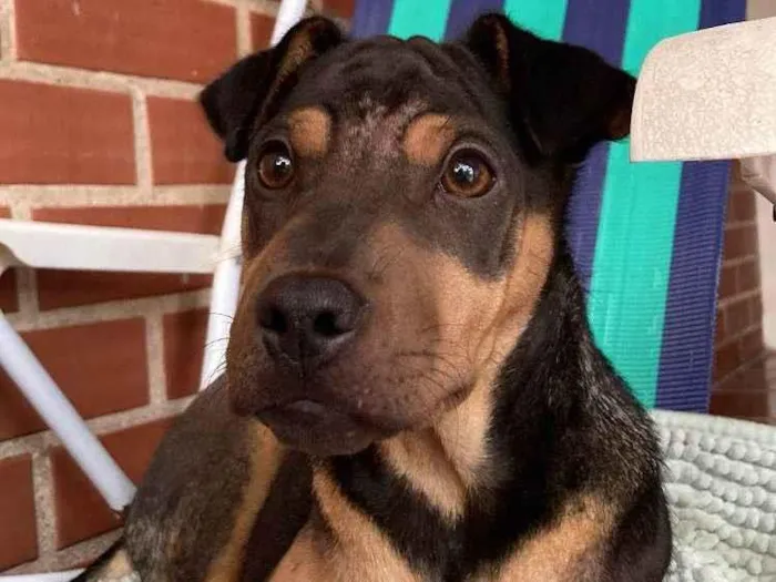 Cachorro ra a  idade 2 a 6 meses nome Sem nome