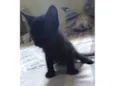 Gato