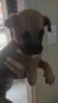 Gogu  e keyko