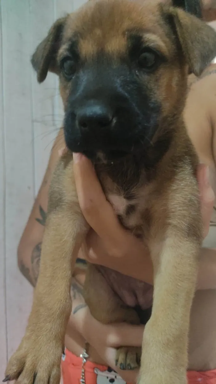Cachorro ra a SRD-ViraLata idade Abaixo de 2 meses nome Gogu  e keyko