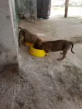 Gogu  e keyko
