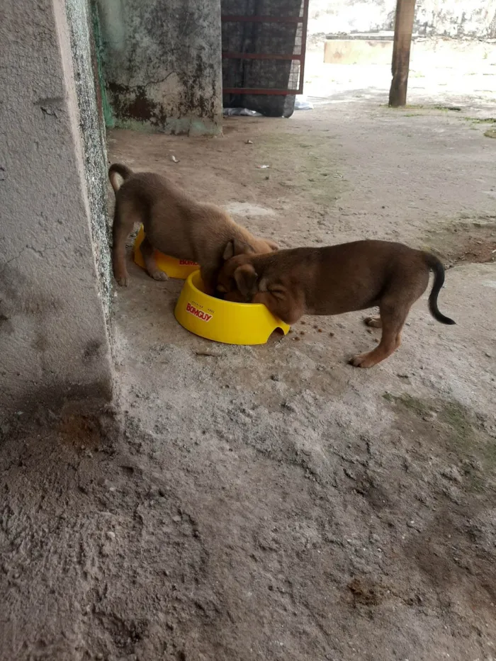 Cachorro ra a SRD-ViraLata idade Abaixo de 2 meses nome Gogu  e keyko