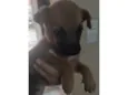 Gogu  e keyko