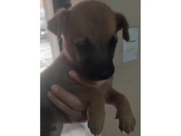 Cachorro ra a SRD-ViraLata idade Abaixo de 2 meses nome Gogu  e keyko