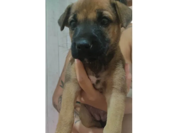 Cachorro ra a SRD-ViraLata idade Abaixo de 2 meses nome Gogu  e keyko