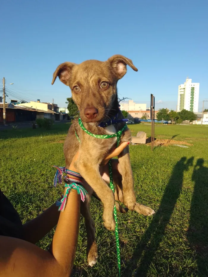 Cachorro ra a SRD-ViraLata idade 2 a 6 meses nome Scooby 