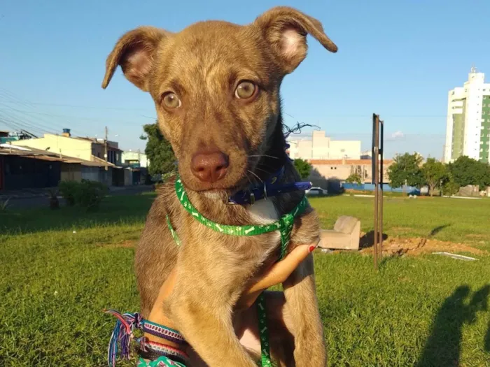 Cachorro ra a SRD-ViraLata idade 2 a 6 meses nome Scooby 