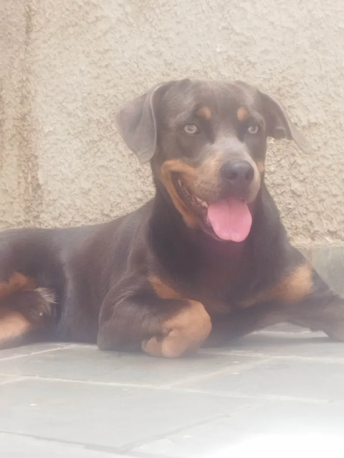 Cachorro ra a Vira lata idade 1 ano nome Alfredo 