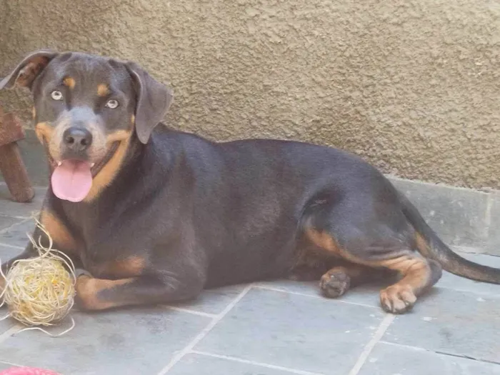 Cachorro ra a Vira lata idade 1 ano nome Alfredo 