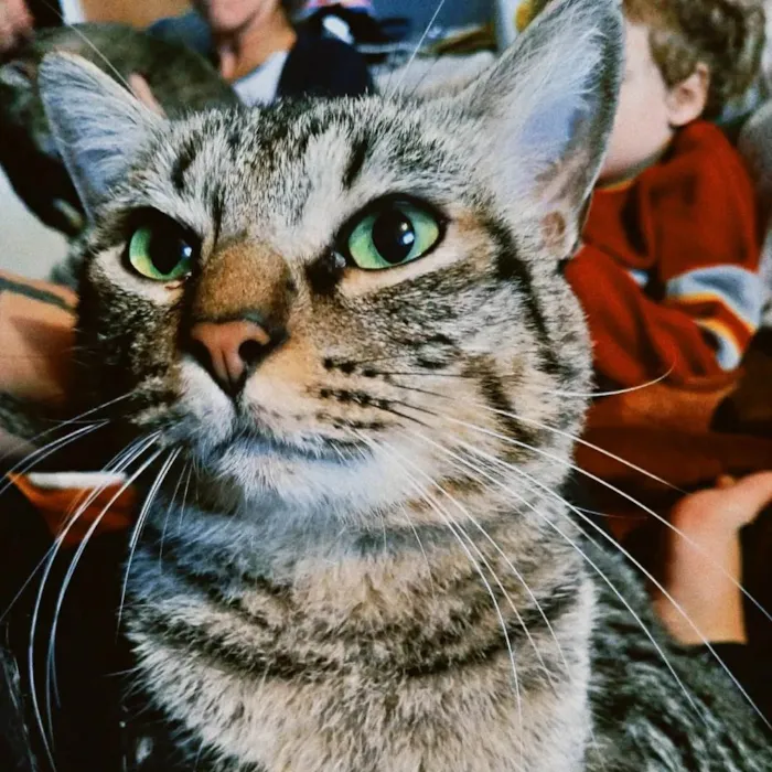 Gato ra a SRD-ViraLata idade 2 anos nome nezuko e yato