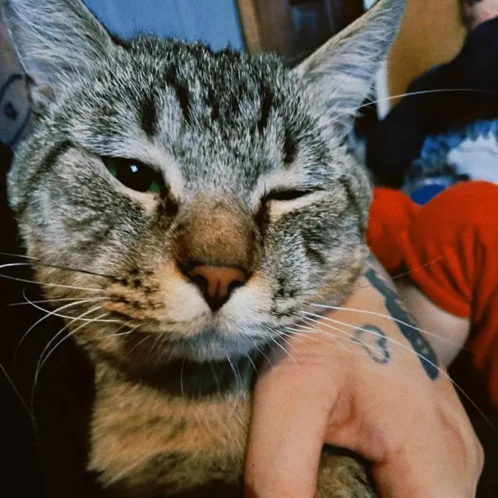 Gato ra a SRD-ViraLata idade 2 anos nome nezuko e yato